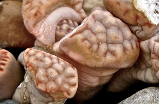Biology - Plants Image